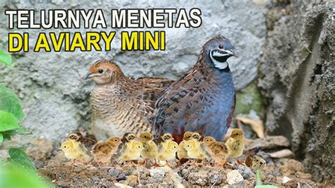 Telur Burung Puyuh Batu Menetas Di Aviary Mini Youtube