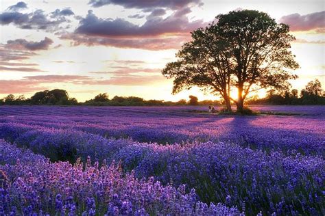 Provence Villages And Lavender Fields Tour From Avignon 2023 Viator