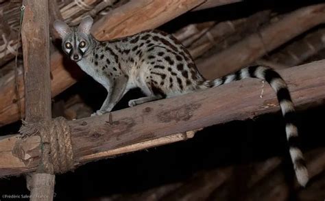 Common Genet The Animal Facts Appearance Diet Habitat Behavior