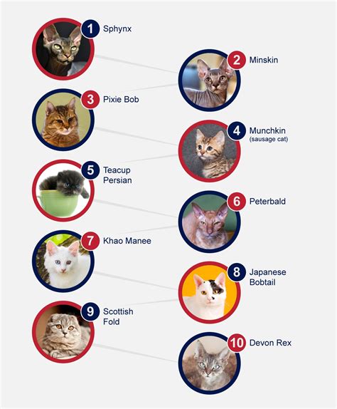 unusual breeds  cats petlifenz