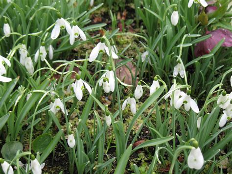 The Well-Watered Garden: Snowdrops