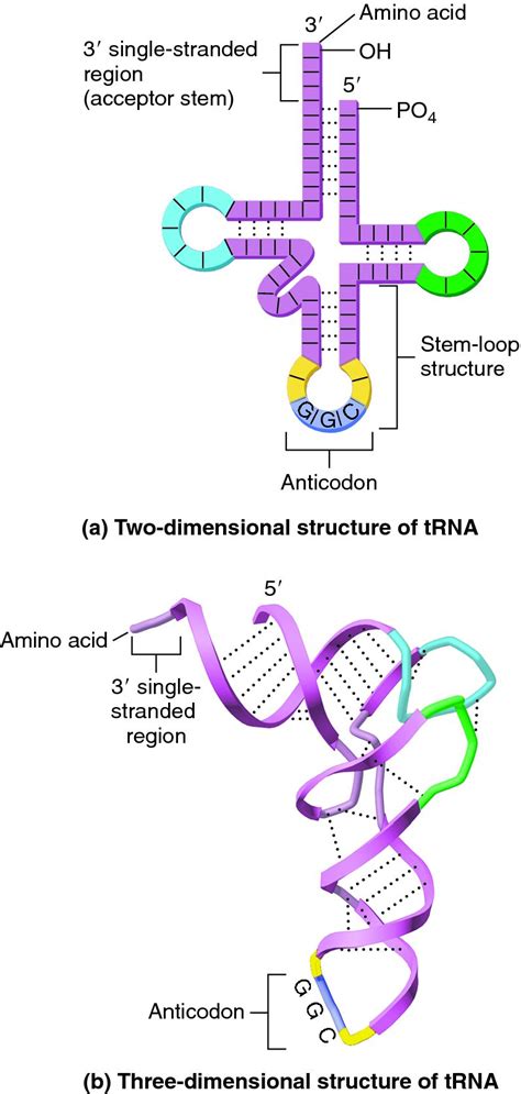 Functions Of Trna