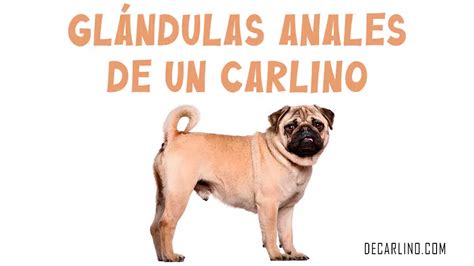 Como Limpiar Las Glándulas Anales De Un Carlino