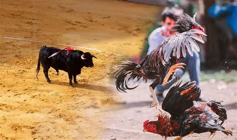 Rechazan Que Nayarit Declare Las Peleas De Gallos Y Corridas De Toros