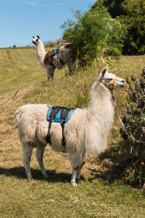 A Pack Of Llamas In The Andes Mountains Ausangate Cusco Peru Stock