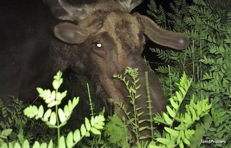 Moose And Ferns Feeding Sign And Importance Winterberry Wildlife