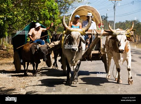 Carretas De Bueyes Conduciendo Por La Carretera En La Provincia De