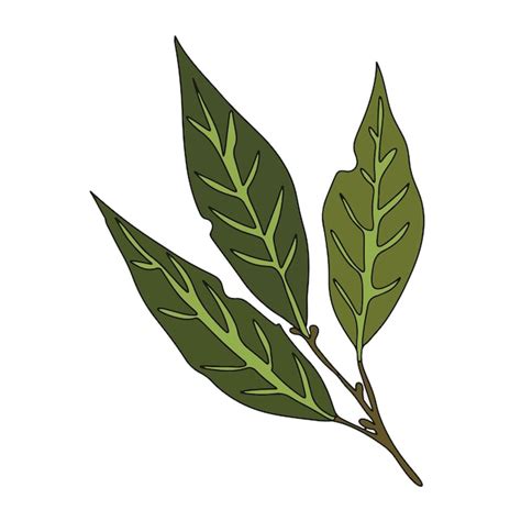 Ilustración Vectorial De Hoja De Laurel Fondo Blanco Vector Premium