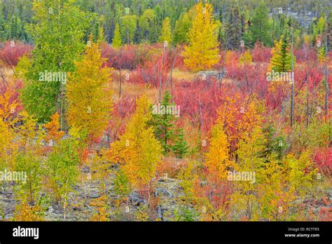 Autumn Colour On Dwarf Birch And Aspen Yellowknife Northwest