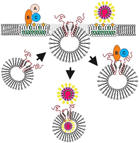 Frontiers Cellugyrin Synaptogyrin Dependent Pathways Are Used By