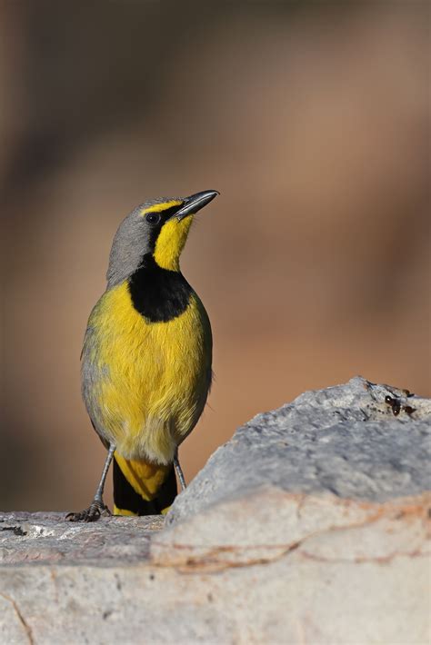 Bird Photography By The Flacks Bush Shrikes Tchagras