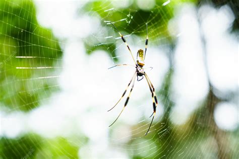 Premium Photo | Nephila clavipes spider