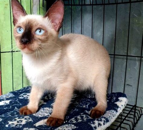 Purebreed Siamese Kittens Pet Finder Philippines Buy And Sell Pets