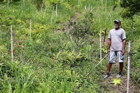 Los Bosques Saludables Son Los Pulmones De Los Ecosistemas Naturales