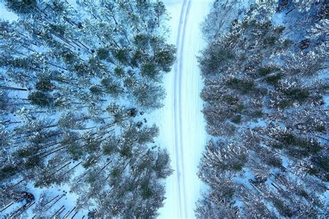 Rvores Floresta Geada Vista Superior Fundo Vis O Abstrata Drone