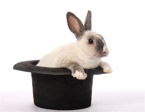 Magician Rabbit Rabbit Rabbit Breeds