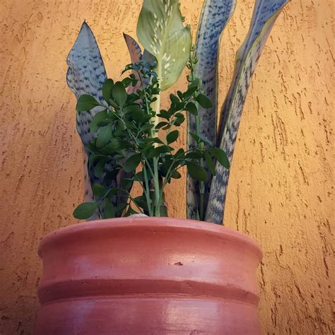 Vaso Novidade As Plantas Que Todos Dever Amos Ter Em Casa Muitas