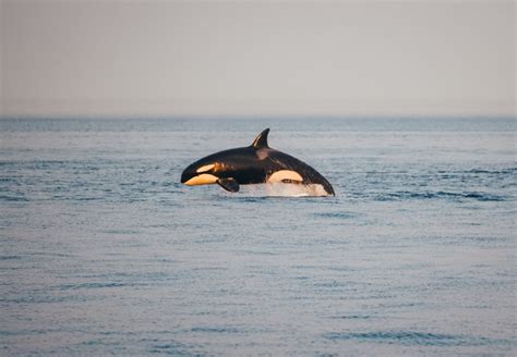 Vancouver Sunset Whale Watching | Alaska Shore Excursions