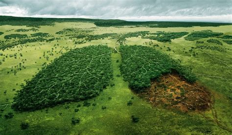 DÍa Mundial De La Naturaleza PÉrdida De La Biodiversidad Idma