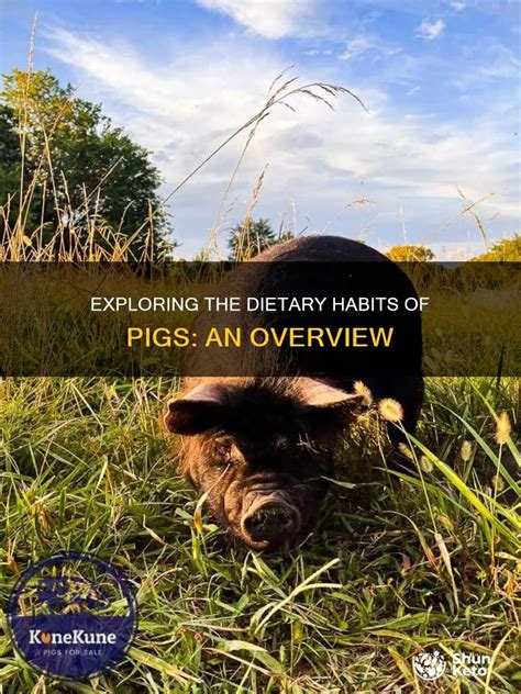 Exploring The Dietary Habits Of Pigs: An Overview | ShunKeto