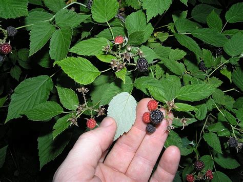 Red Raspberry Leaves — Four Season Foraging