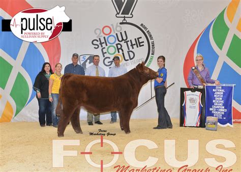 National Junior Maine Anjou Show Bred Owned Progress Steers The Pulse