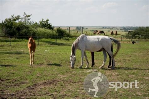 Herghelia Izvin Echitatie In Timisoara Fasportro