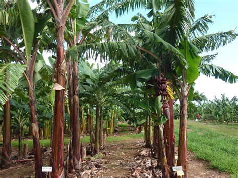La Sélection Des Bananes Dessert Au Cirad Créer De Nouvelles Variétés