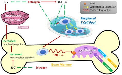 Estrogen Deficiency And Osteoporosis Intechopen