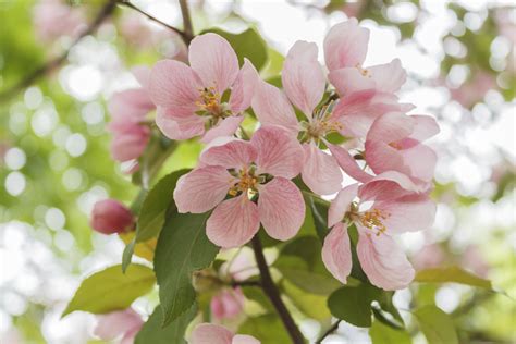 Diagram Diagram Of Apple Flower Mydiagramonline