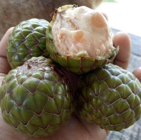 24 Daftar Buah Lokal Asli Indonesia Sebagian Sudah Mulai Dilupakan Dan