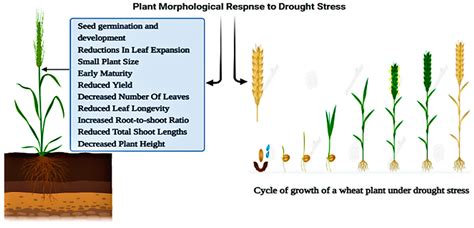 Plants Free Full Text Plants Physio Biochemical And Phyto Hormonal