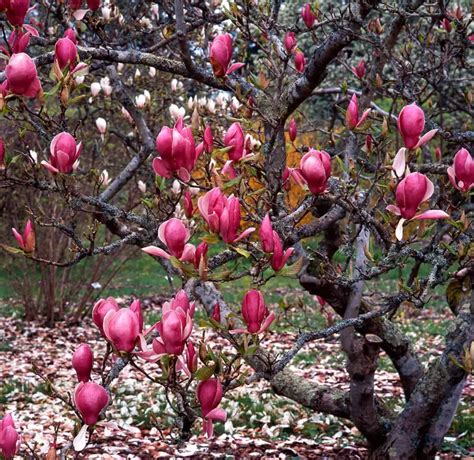 15 Types of Magnolia Trees (Photos Included) - Plantglossary