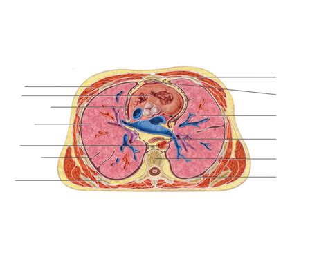 thoracic cavity continues quiz