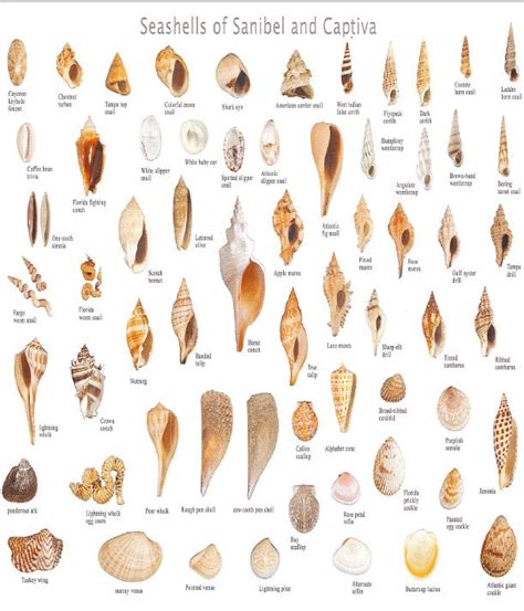 Sanibel Seashell Chart With Images Sanibel Shells Shell Beach