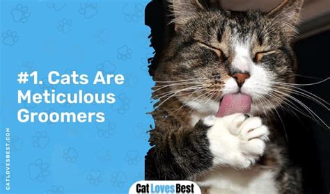 13 Reasons Why Do Cats Lick Themselves Most of the Time?