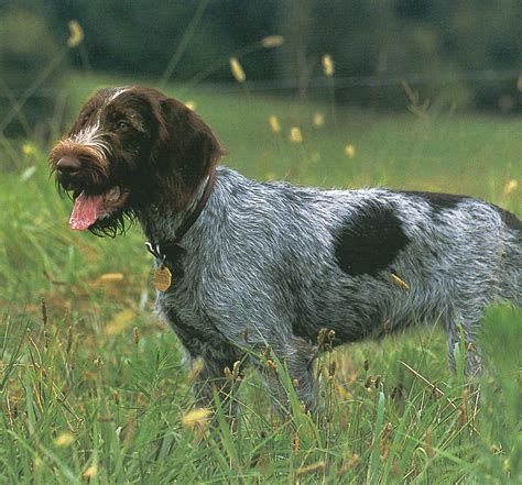 German Wirehaired Pointer dog in the field photo and wallpaper ...