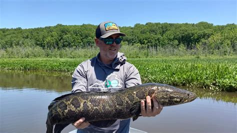 Snakehead Fish River Monsters