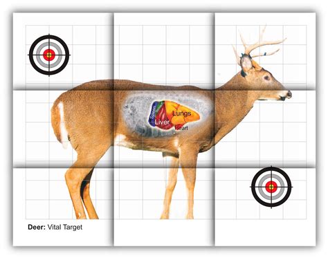 Free Printable Deer Vitals Target - Printable Templates