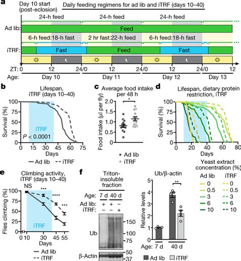 Itrf Extends Lifespan And Healthspan Without Dietary Restriction A Download Scientific Diagram