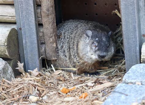 Groundhog Day 2024 Meaning What Happens If The Groundhog Sees Its