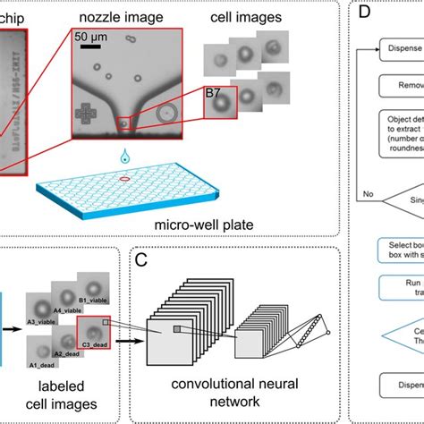 Pdf Single Cell Dispensing And Real Time Cell Classification Using