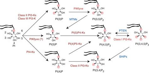 Routes For The Synthesis Of Phosphoinositides In Mammalian Cells Lipid