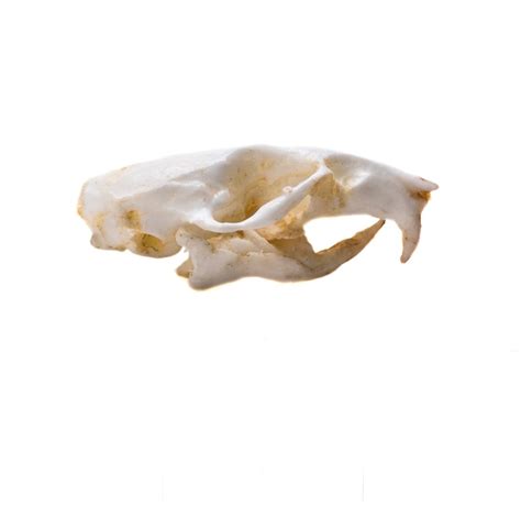 Rodent Skull Collection with Discounted Museum Display Cases