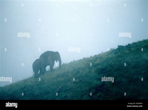 Elephants In Munnar Kerala Stock Photo Alamy