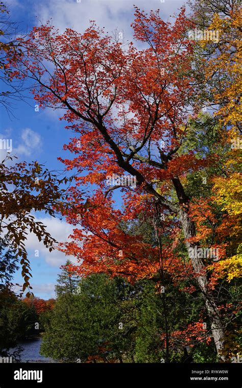 Fall Colours in Muskoka Stock Photo - Alamy