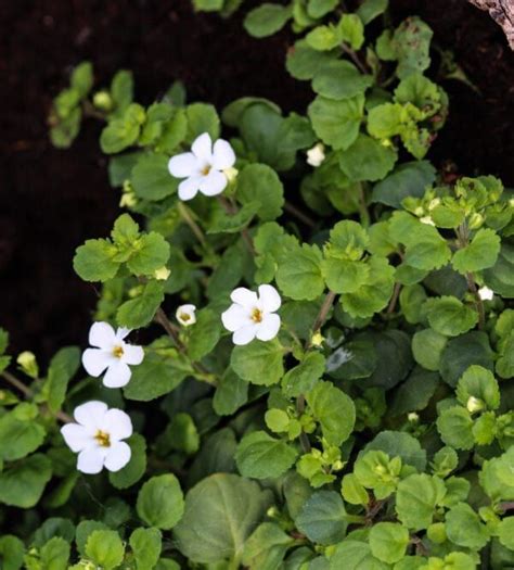 Bacopa Monnieri Benefits Bacopa Monnieri Bacopa Herbal Healing