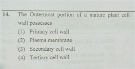 The Outermost Portion Of A Mature Plant Cell Wall Possesses Filo