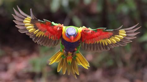 Wallpaper Multicolor Lorikeet Flight Wings 1920x1200 Picture Image
