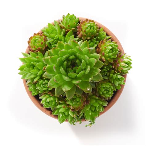 Wulfen Hauswurz Sempervivum wulfenii günstig kaufen